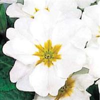 Pageant White with Yellow Eye Primula Acaulis