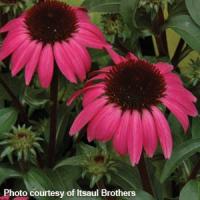 Echinacea Big Sky<sup>®</sup> After Midnight