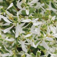 Breathless<sup>®</sup> White Euphorbia