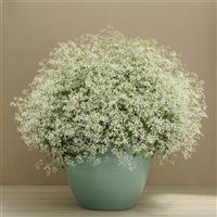 Breathless<sup>®</sup> White Euphorbia