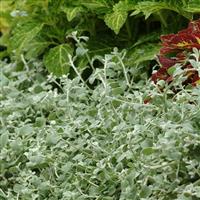 Licorice Helichrysum