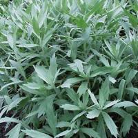 Artemisia lactifolia Valerie Finnis