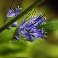 Caryopteris Worchester Gold
