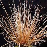 Grass Carex buchananii Leatherleaf Sedge