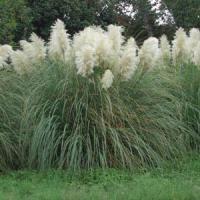 Grass Cortaderia selloana White Pampas