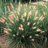 Grass Pennisetum alopecuroides Hameln