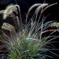 Grass Pennisetum setaceum Eaton Can