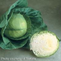 Pacifica Cabbage