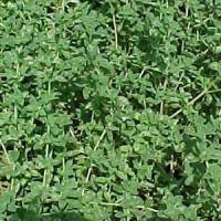 Herb Thyme vulgaris 
