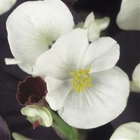 Harmony White Begonia