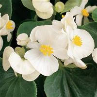 Prelude White Begonia