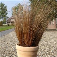 Red Rooster ColorGrass® Carex