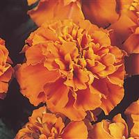 Janie Deep Orange French Marigold
