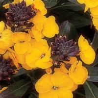 Erysimum linifolium Fragrant Sunshine