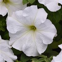 Supercascade White Petunia