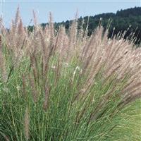 Grass Pennisetum Fuzzy