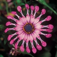 FlowerPower™ Spider Pink Osteospermum