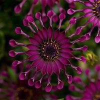 FlowerPower™ Spider Purple Osteospermum