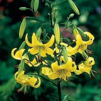 Lily Oriental Tiger Yellow
