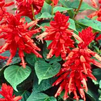 Lighthouse Red Salvia