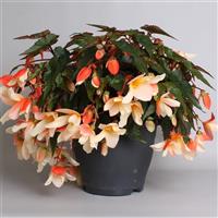 Rivulet<sup>®</sup> Blush Begonia Boliviensis