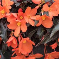 Rivulet<sup>®</sup> Orange Begonia Boliviensis