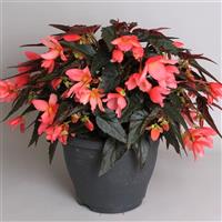 Rivulet<sup>®</sup> Pink Begonia Boliviensis