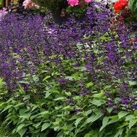 Purple & Bloom Salvia