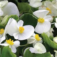 Bada Bing White Begonia