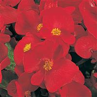 Super Olympia Red Begonia