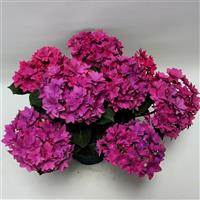 Francy Purple Hydrangea