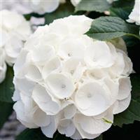 Kanmara<sup>®</sup> White Hydrangea macrophylla