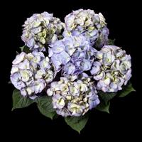 Kanmara<sup>®</sup> Lilac Hydrangea macrophylla