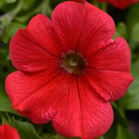 Main Stage™ Red Petunia