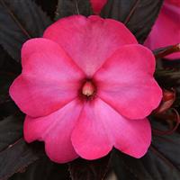Clockwork™ Hot Pink Glow New Guinea Impatiens