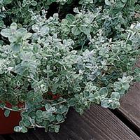 Silver Mist Helichrysum
