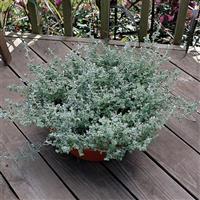 Silver Mist Helichrysum