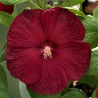 Hibiscus Disco Belle Rosy Red