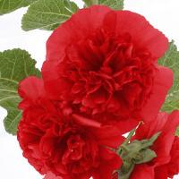 Alcea Chater's Scarlet