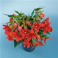 Funky Scarlet Begonia