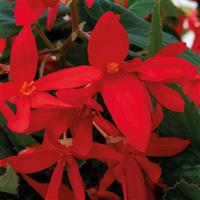 Groovy Red Begonia