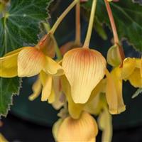 Groovy Mellow Yellow Begonia