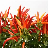 Chilly Chili Ornamental Pepper