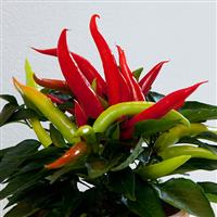 Cupala Ornamental Pepper