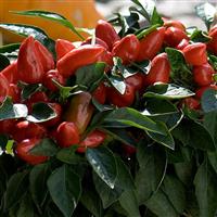 Samba Red Ornamental Pepper