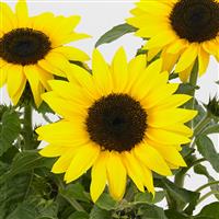 SunBuzz Sunflower