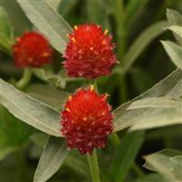 QIS Red Gomphrena