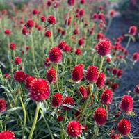 QIS Red Gomphrena