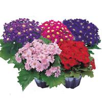 Early Perfection Mix Cineraria