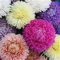 Lady Coral Mix Cut Flower Aster